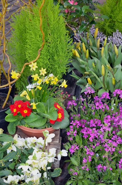 Early spring garden — Stock Photo, Image