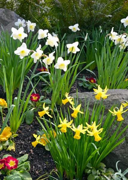 Colorful daffodil garden — Stock Photo, Image