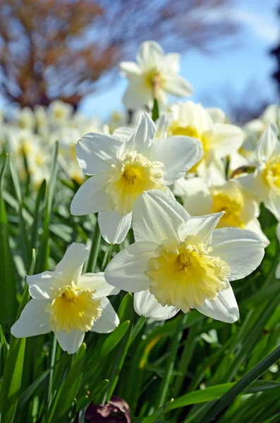 Narcisos brancos — Fotografia de Stock