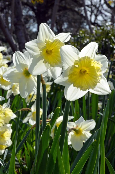 Sunny daffodils — Stock Photo, Image