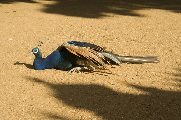 stock image Peacock Basking in Sunlight