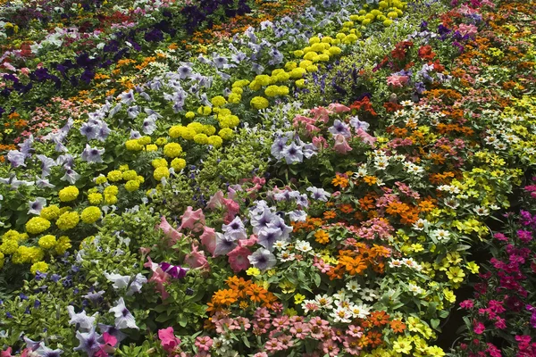 Beautiful Bed of Flowers — Stock Photo, Image