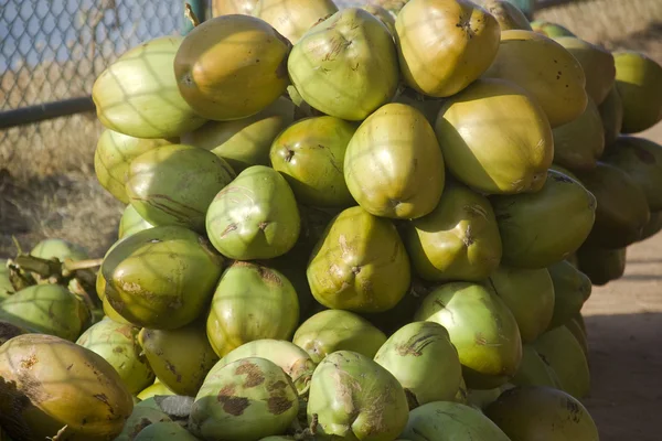 Bos van inschrijving kokosnoot — Stockfoto