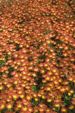 Yatak gerbera çiçekleri