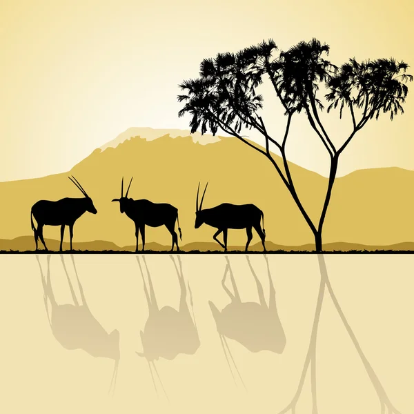 Αφρικανικό τοπίο χλωρίδα και πανίδα ηλιοβασίλεμα εγκαίρως με αντιλόπες. — Διανυσματικό Αρχείο