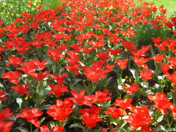 Ágyas, virágzó virágok, doboz, piros virágok — Stock Fotó