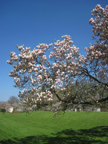 Blommande vita körsbär blommor på gren, på blå himmel — Stockfoto