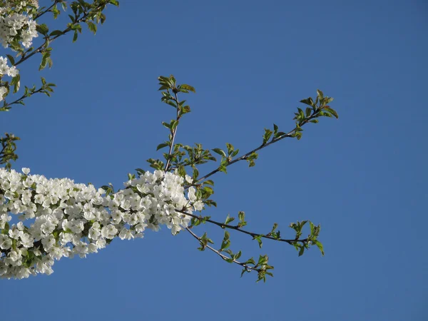 Kvete bílými květy třešně na větvi, na modré obloze — Stock fotografie