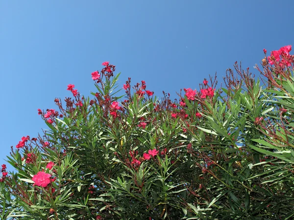 夏季花卉在森林-木海葵、 白头翁、 thimbleweed — 图库照片