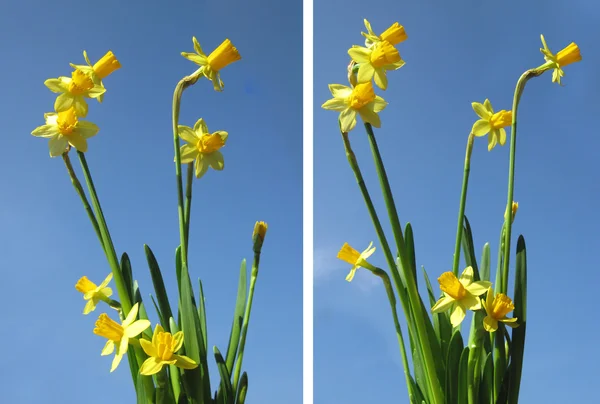 Sada. jarní květiny na pozadí modré oblohy. — Stock fotografie