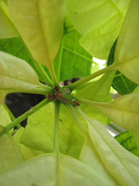 stock image Green big leaf - exotic plant