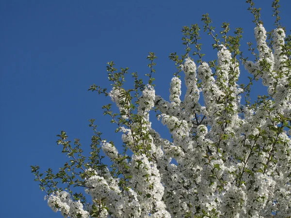 Kvete bílými květy třešně na větvi, na modré obloze — Stock fotografie