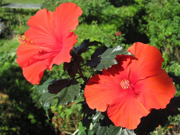 Kırmızı hibiskus - tropikal çiçek — Stok fotoğraf