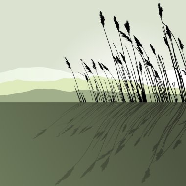 Reeds in the water - vector clipart