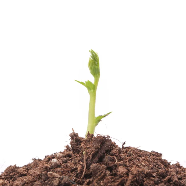 stock image Young seedling growing in a soil.