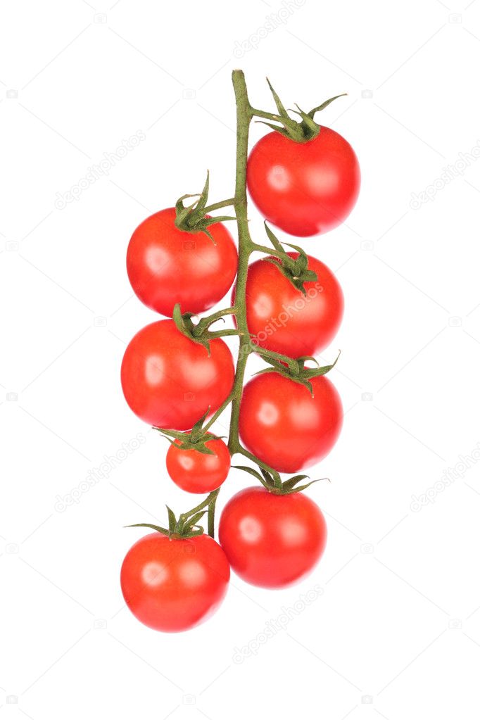 Branch of cherry tomatoes