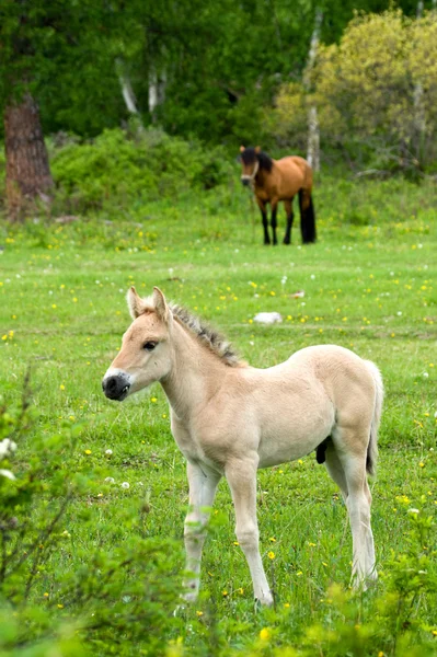 Foal w dziedzinie — Zdjęcie stockowe