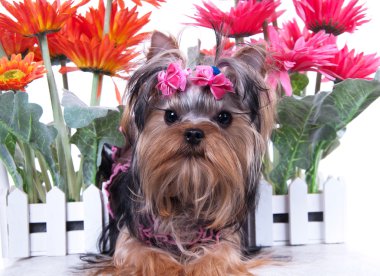 Yorkshire terrier ve çiçekler