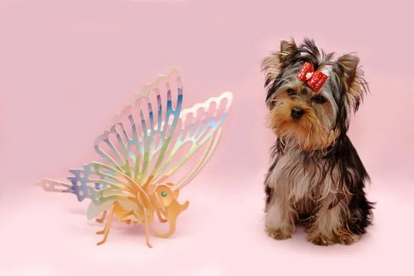 Yorkshire terrier and dragonfly — Stock Photo, Image
