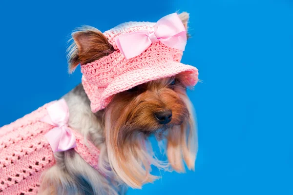 Yorkshire terrier in hoed — Stockfoto