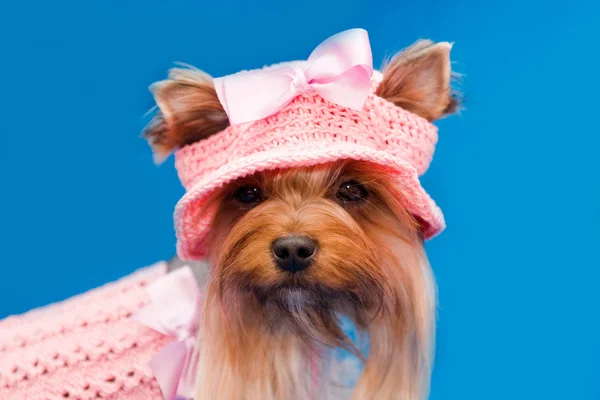 Yorkshire terrier in hat — Stock Photo, Image