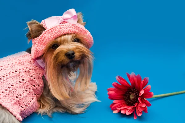 Yorkshire terrier and flower — Stock Photo, Image