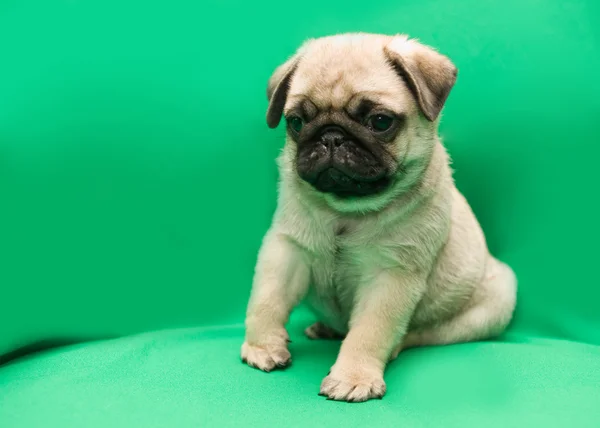Pug puppy — Stock Photo, Image