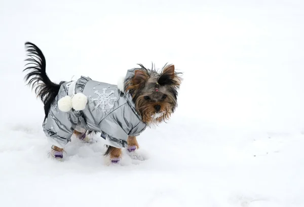 Cucciolo yorkshire terrier — Foto Stock