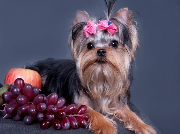 约克夏犬与水果 — 图库照片