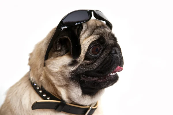 Pug in zonnebril — Stockfoto