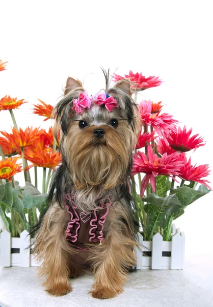 Yorkshire terrier och blomma — Stockfoto