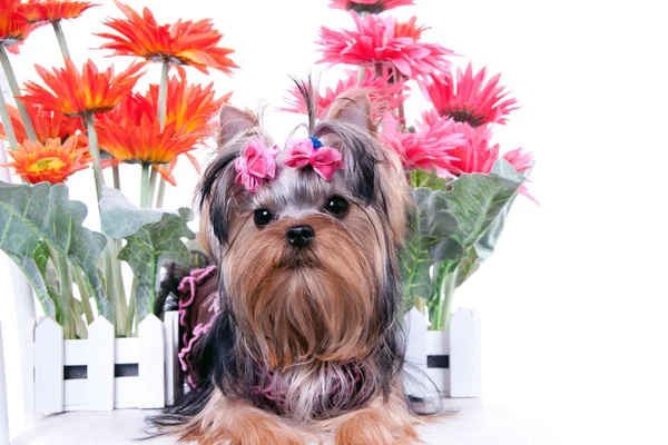 Yorkshire terrier i kwiaty — Zdjęcie stockowe