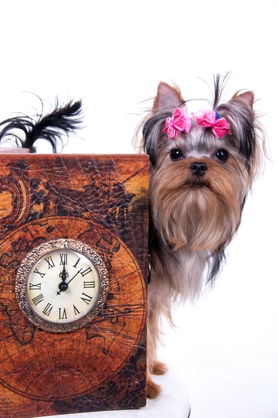 约克夏犬和手表 — 图库照片