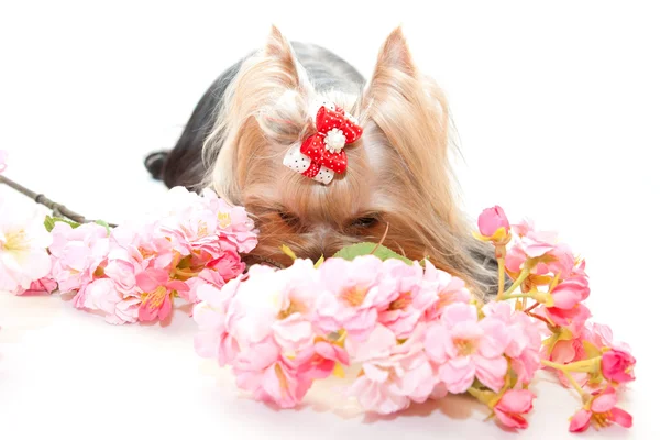 Yorkshire terrier e flores — Fotografia de Stock
