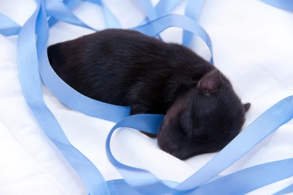 Un yorkshire terrier recién nacido —  Fotos de Stock