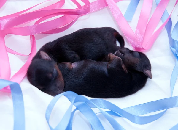 Dos yorkshire terrier recién nacidos —  Fotos de Stock