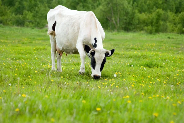 Koe op veld — Stockfoto