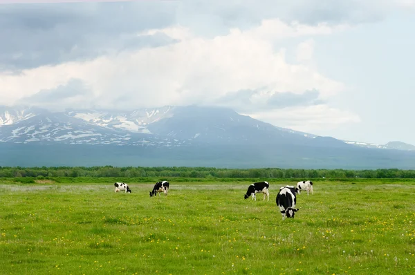 Коровы на зеленом пастбище — стоковое фото