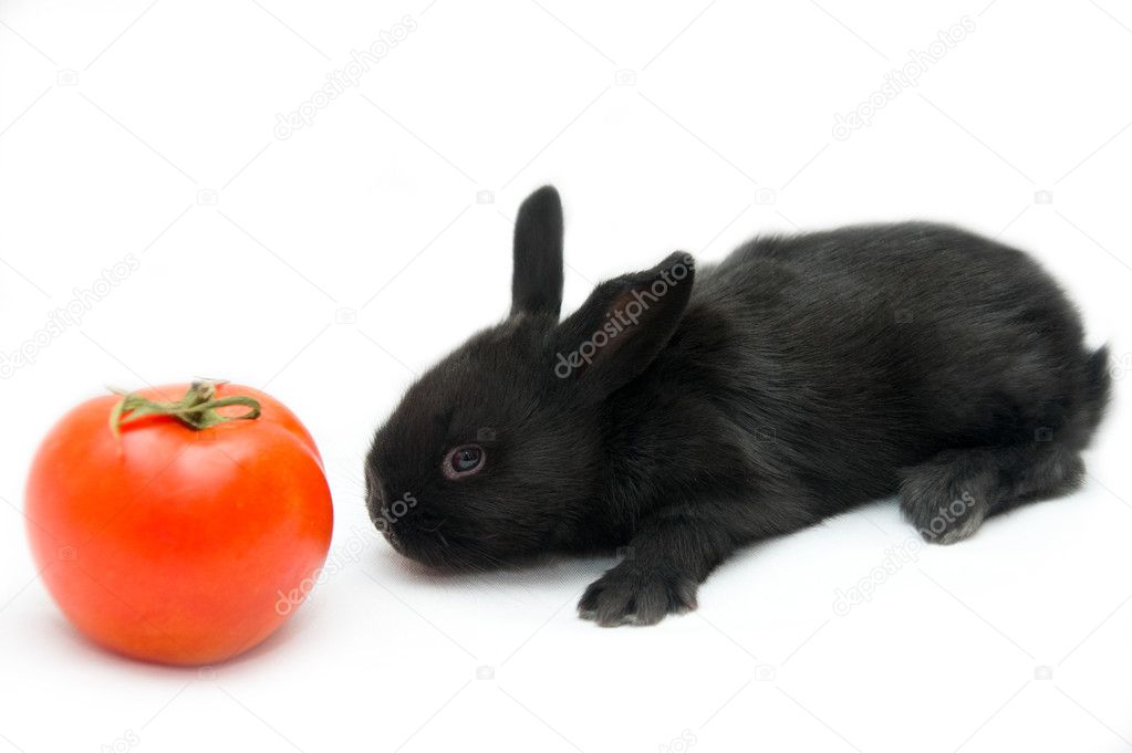 Магазин Черный Кролик