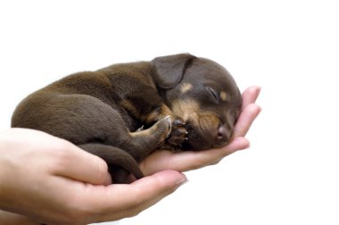 Puppy on the hand clipart