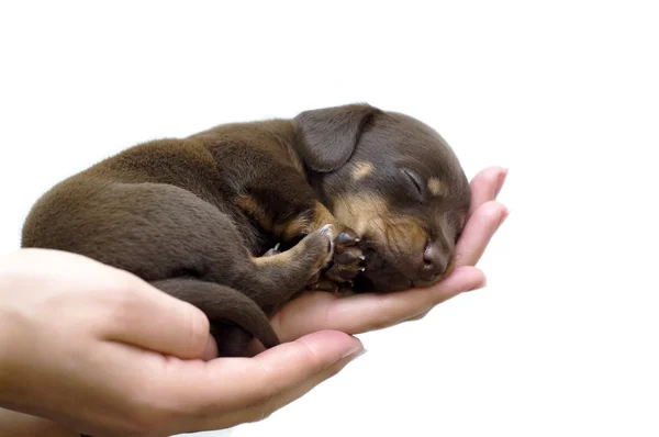 Cachorro na mão — Fotografia de Stock