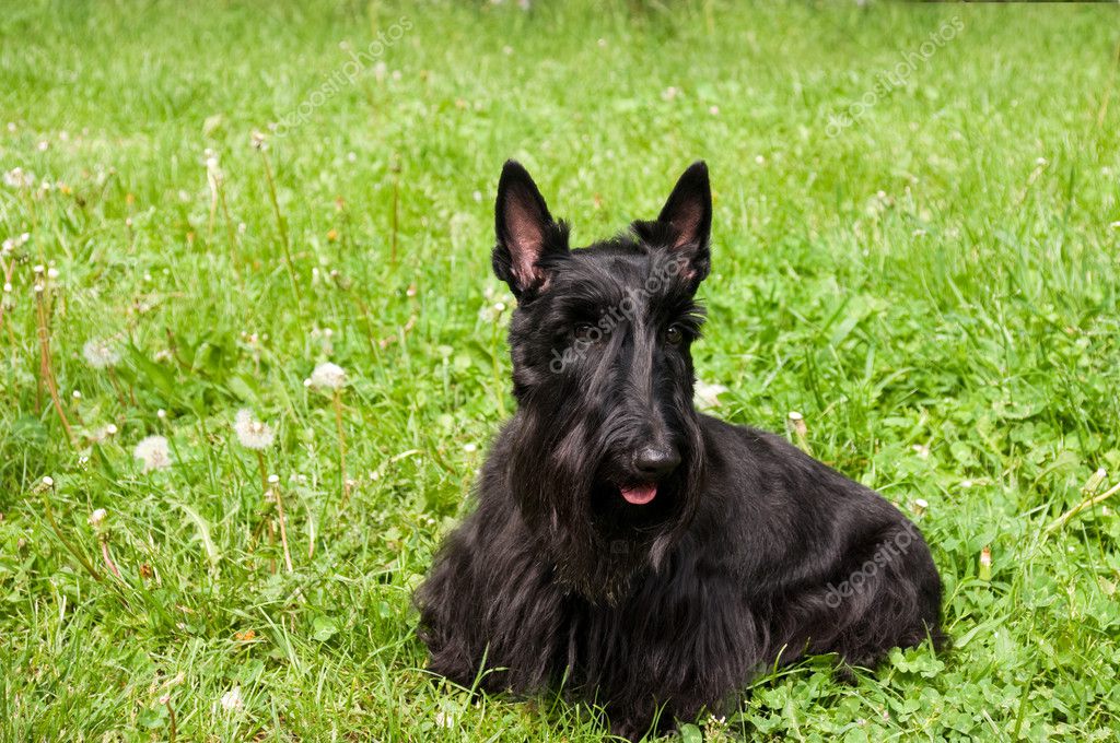 Scottish terrier Stock Photo by ©Irishka1 10439940