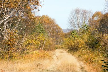 yol ahşap