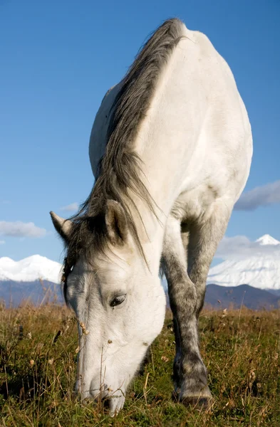 軽種馬 — ストック写真