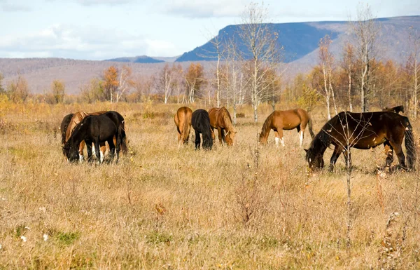 馬の牧草を食べる — ストック写真