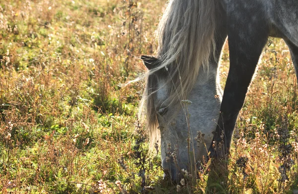 Koń pasie się na łące — Zdjęcie stockowe