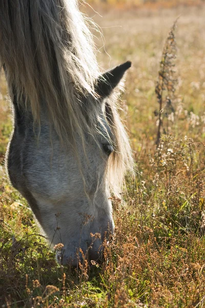 Cavallo pascola sul prato — Foto Stock