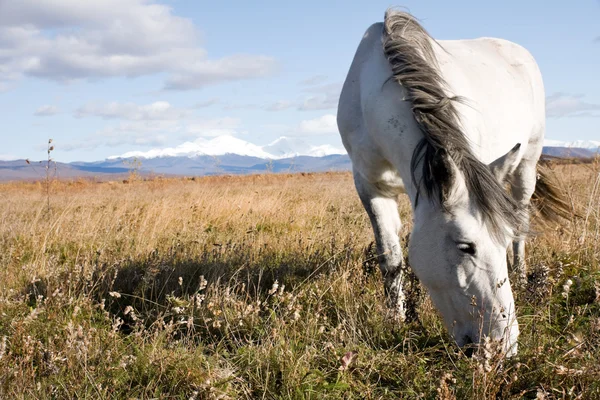 Cavallo leggero — Foto Stock