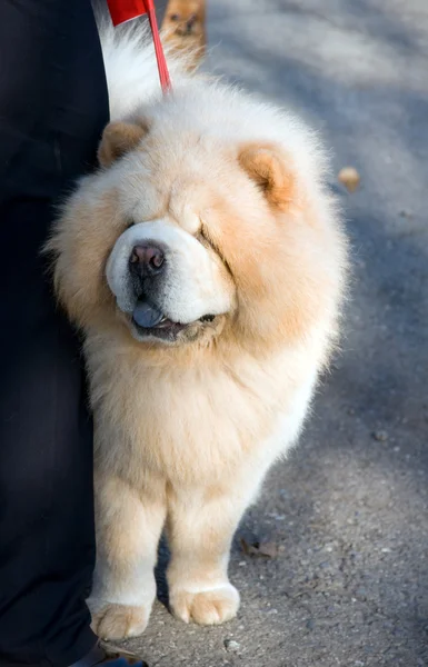 Chow-Chow —  Fotos de Stock