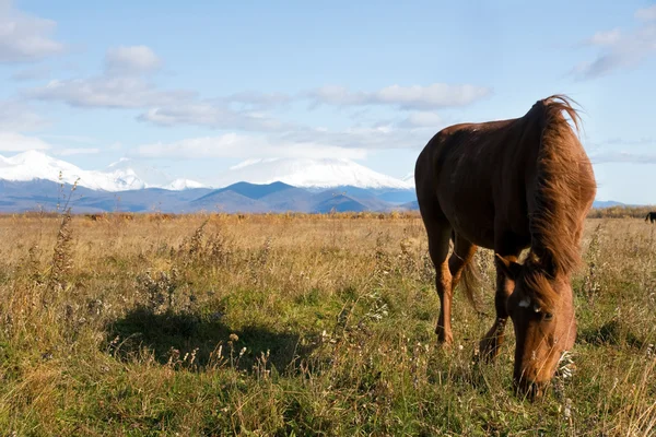 Cavalos pastam no prado — Fotografia de Stock